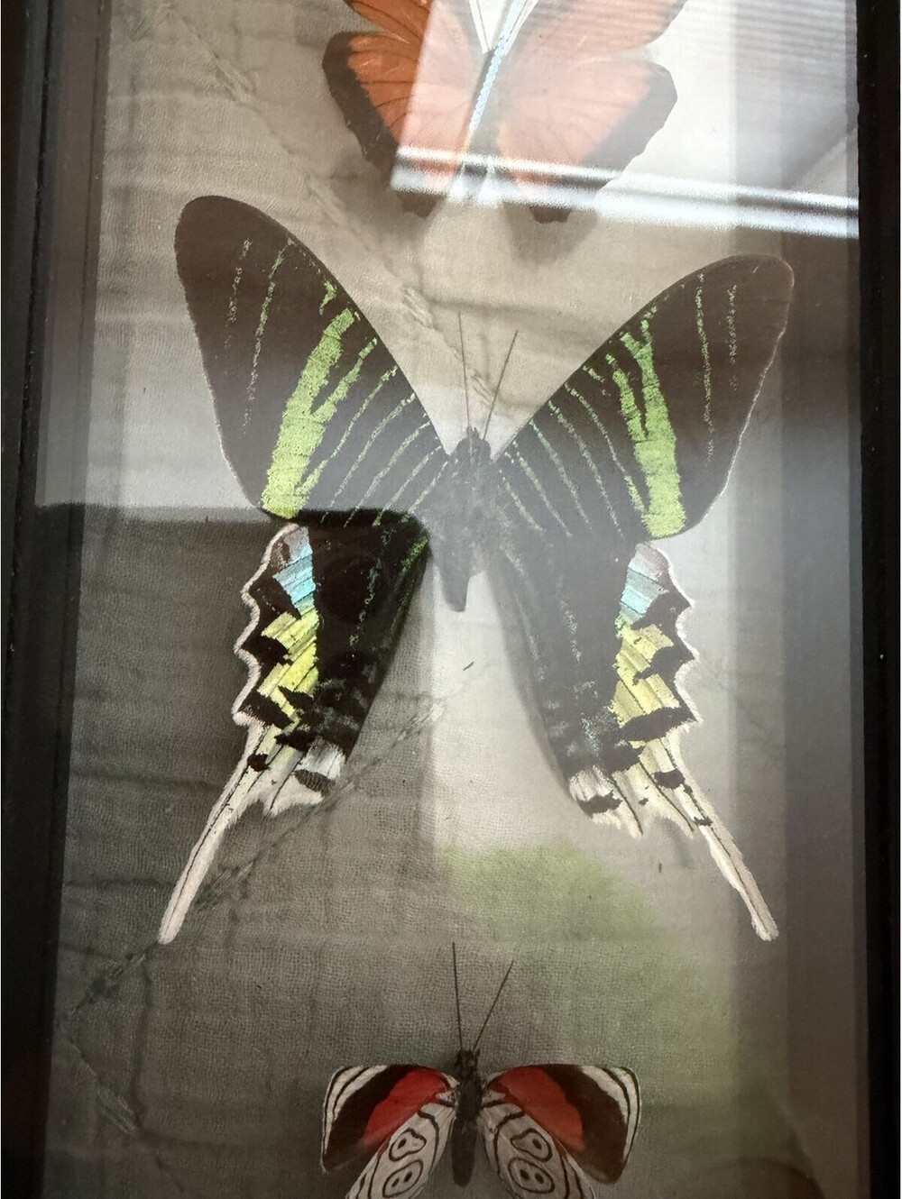Butterfly Display - Picture 3 of 10